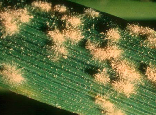 Ультрафит: Лечение и профилактика болезней