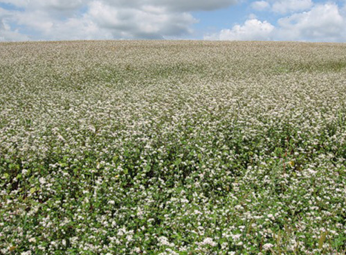 Прирост гречихи благодаря обработке препаратами ЛИСТ-ФОРТЕ на 12-22%