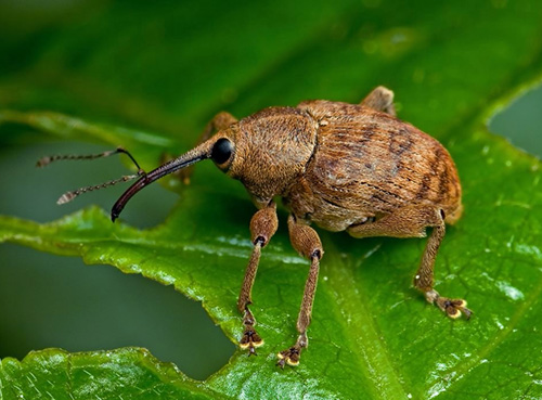 Ультрафит: Повысить устойчивость к стрессам и вредителям