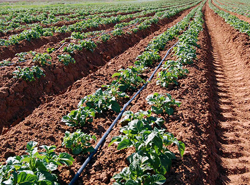 Прирост картофеля благодаря обработке препаратами ЛИСТ-ФОРТЕ на 20-40%