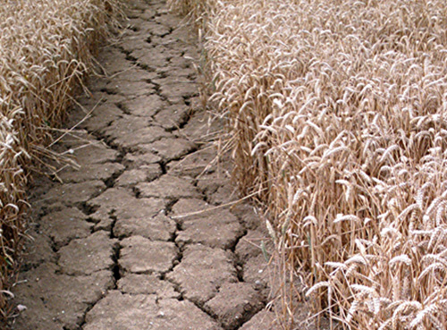 Помощь растению в засуху и жару