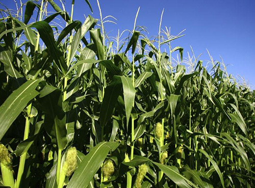 Прирост кукрузы благодаря обработке препаратами ЛИСТ-ФОРТЕ на 10-19%