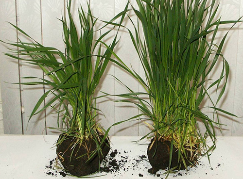 Ультрафит: Стимуляция роста и развития растений