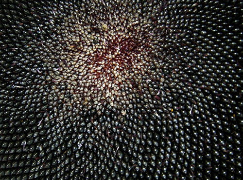 Прирост подсолнуха благодаря обработке препаратами ЛИСТ-ФОРТЕ на 18-30%, фото