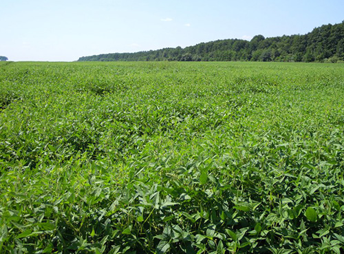 Прирост урожайности сои благодаря обработке препаратами ЛИСТ-ФОРТЕ на 14-18%, фото