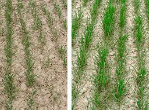 Ультрафит: Антистрессовая и адаптогенная помощь при применении СЗР