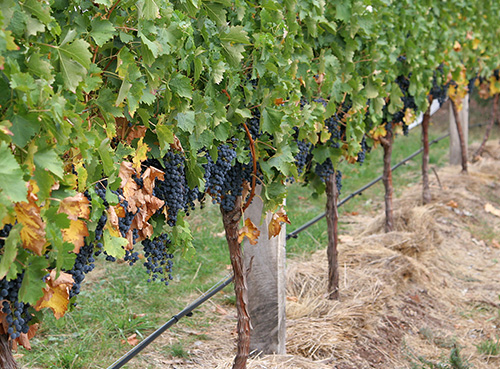 Прирост виноградников благодаря обработке препаратами ЛИСТ-ФОРТЕ на 15-23%